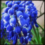 Miss Bluebells