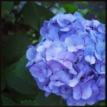 Miss Hydrangea