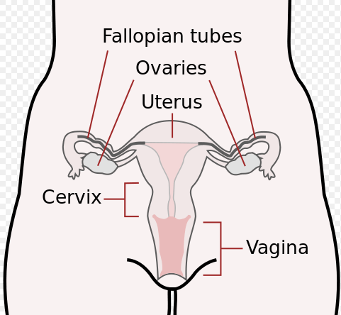 female anatomy
