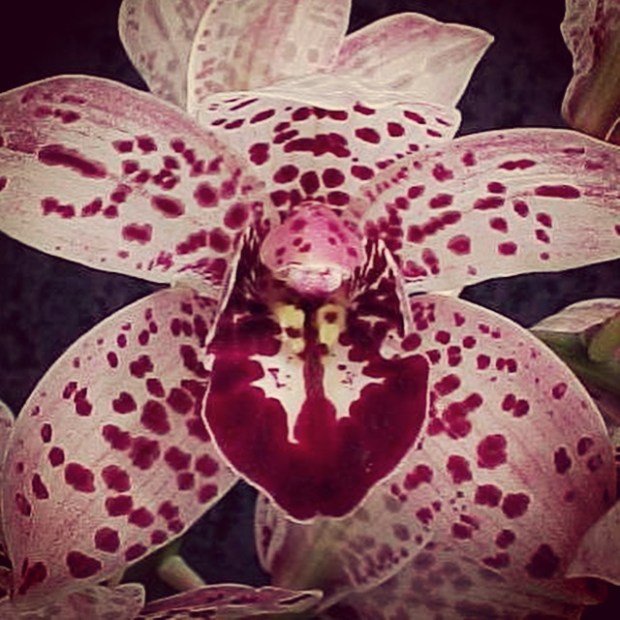 8 out of 10 people contract HPV in their lifetime.